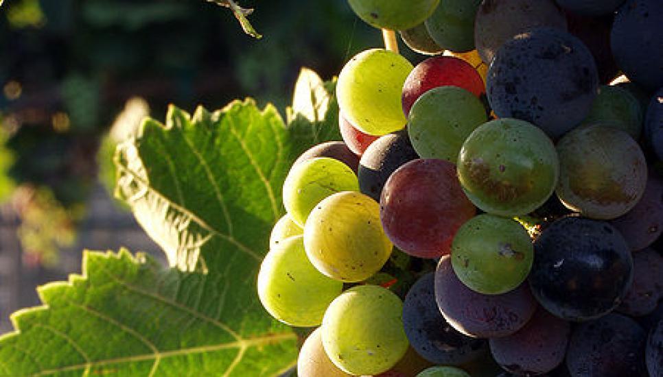 Family vineyard named US winery of the year