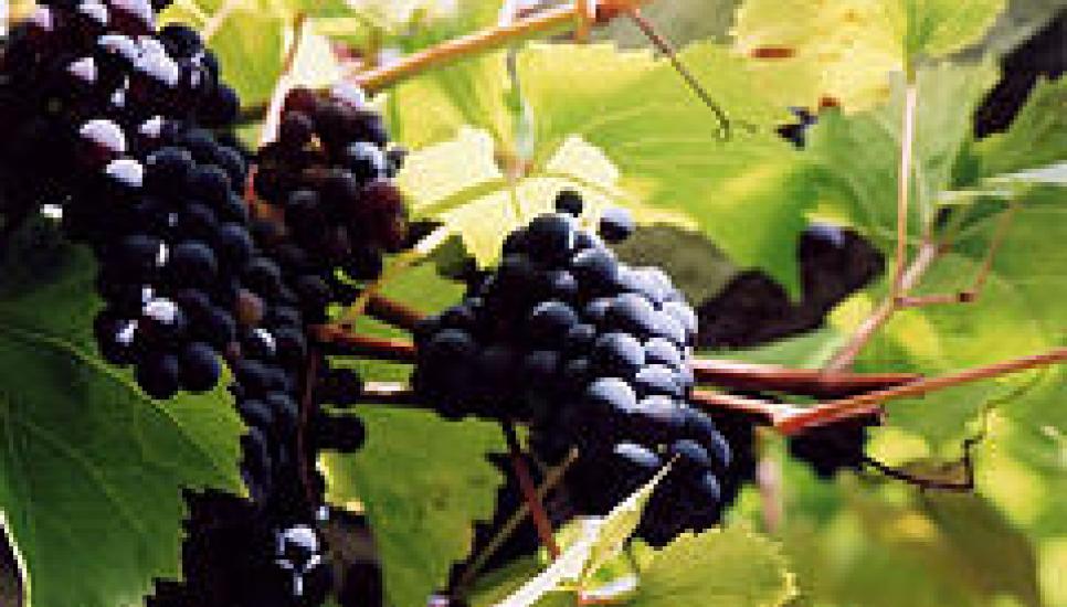 Magnotta Winery becomes full family-owned